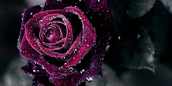1920x1080 Image for Wet Red Rose Wallpaper HD Desktop | World in 2019 | Rose