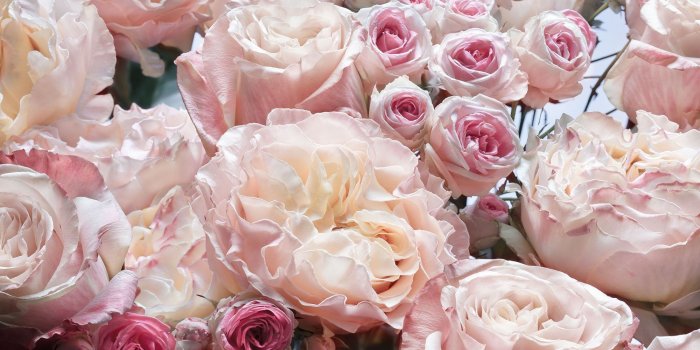 2000x1380 Photo wallpapers Flowers Pink | Buy it now