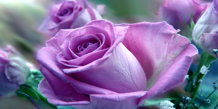 2560x1600 11 Types of Roses for Valentine's Day! - Choose Philippines