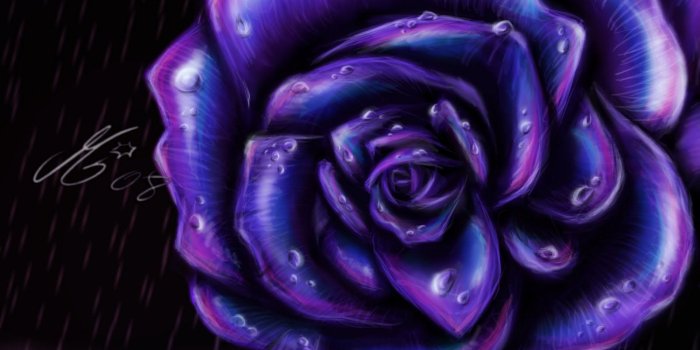 1600x1135 Purple Rose Wallpaper | Purple Rose Wallpapers | atta boy | Purple