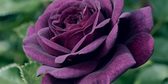 1600x1200 roses | wallpapers love rose wallpapers purple rose wallpapers