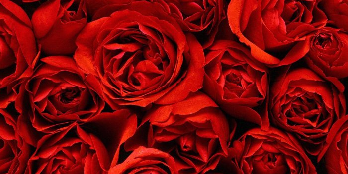 1280x1024 11 Types of Roses for Valentine's Day! - Choose Philippines