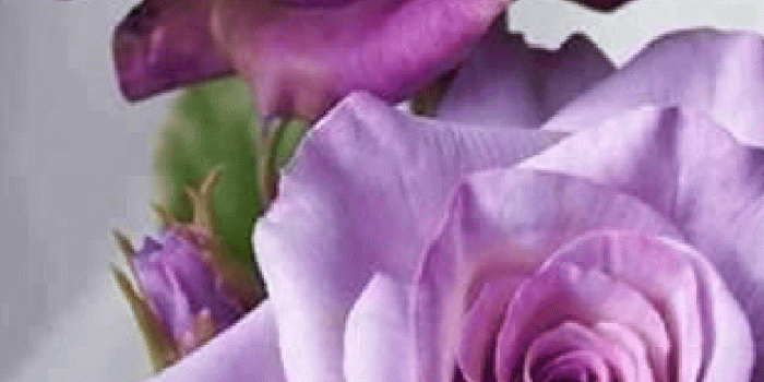 1360x3200 Lavender Roses wallpaper - Page 2 of 3 - hdwallpaper20.com