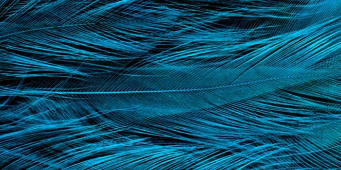 1242x2208 iPhonepapers.com | iPhone 8 wallpaper | vt31-feather-blue-bird