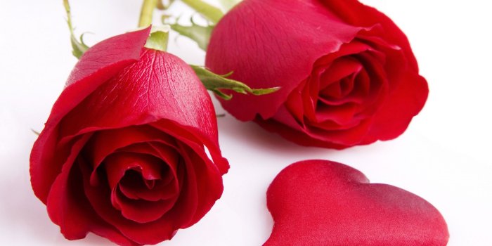 2400x1350 Free Red Rose, Download Free Clip Art, Free Clip Art on Clipart Library
