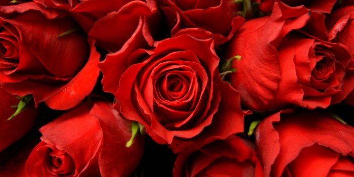 1920x1440 Free Red Rose, Download Free Clip Art, Free Clip Art on Clipart Library