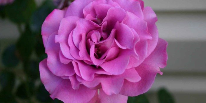 1024x768 Desktop Wallpapers » Flowers Backgrounds » Sterling Silver Rose