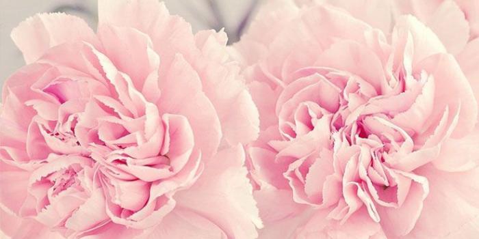 736x1308 Pretty pink flowers, pastel, wallpaper, iPhone, background | Phone