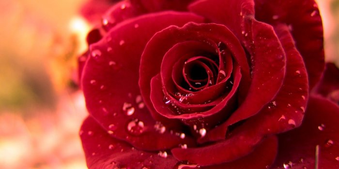 1600x1000 Beautiful Roses Images, 100% Quality Beautiful Roses HD Pics #IN936