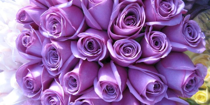 1024x768 AndrewDallos's most interesting Flickr photos | Picssr