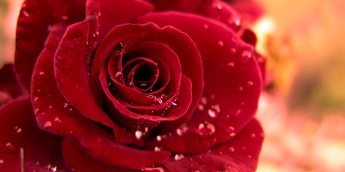 1920x1200 Free Red Rose, Download Free Clip Art, Free Clip Art on Clipart Library