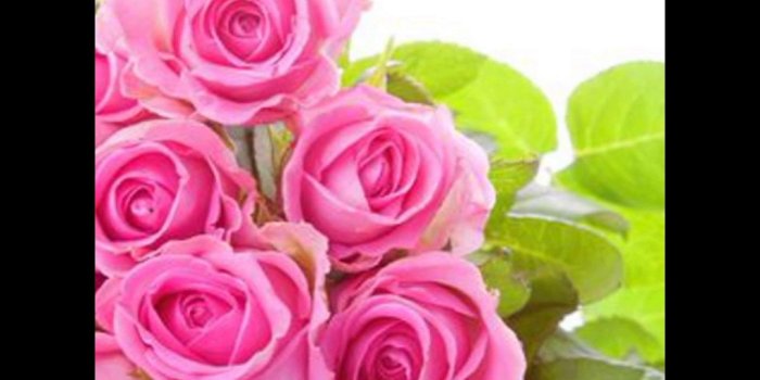 1280x720 Best Rose Ever - Garden Design Ideas