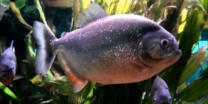 1280x720 3D Moving backgrounds, animated wallpapers desktop / WALLPAPER ENGINE  [1080p/60fps]