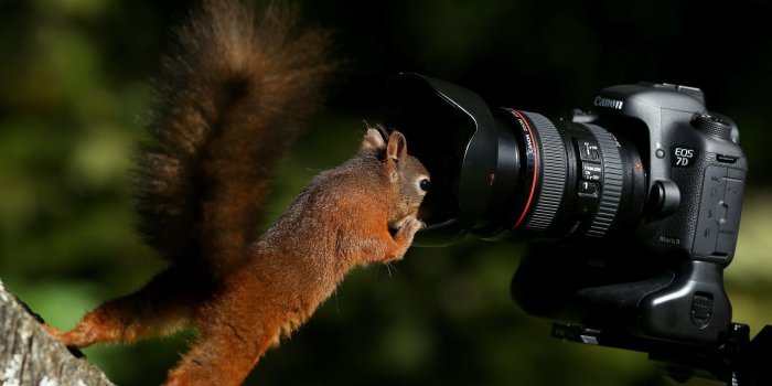 1920x1200 Wallpaper Squirrel and EOS 7D camera 1920x1200 HD Picture, Image