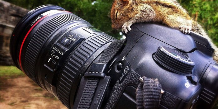 2048x1341 2922083 squirrel canon canon 7d reflex wallpaper and background