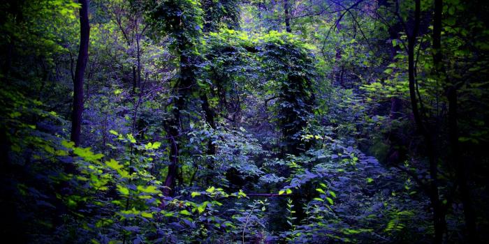 2560x1440 Download wallpaper 2560x1440 night, forest, nature widescreen 16:9