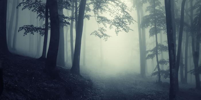 2560x1440 2560x1440 nature, landscape, creepy, deep, forest, road, misty