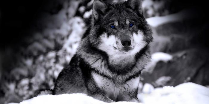 3280x2050 79+ Wolf Hd Wallpapers on WallpaperPlay