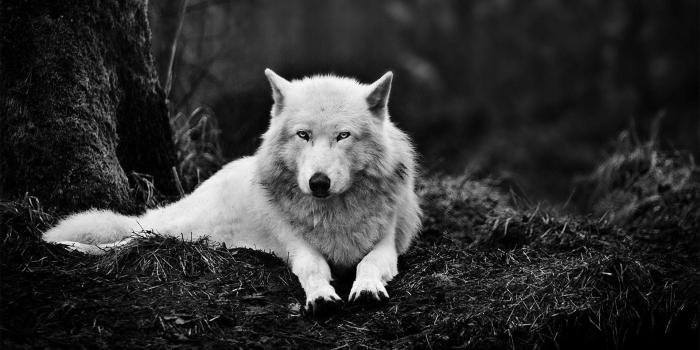 1920x1080 Wolf Desktop Wallpaper 1920x1080 (69+ images)