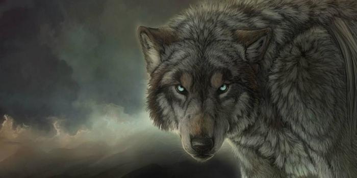 1920x1080 79+ Wolf Hd Wallpapers on WallpaperPlay