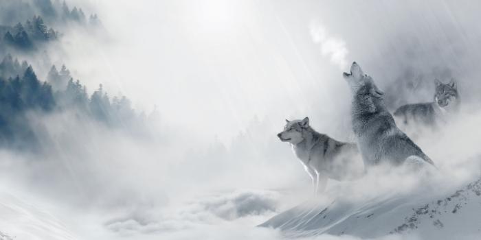 2880x1800 Wolf Howling ❤ 4K HD Desktop Wallpaper for 4K Ultra HD TV • Wide