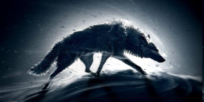 1350x805 Animals Wolf Wallpapers Hd Desktop And Mobile Backgrounds - Wolf