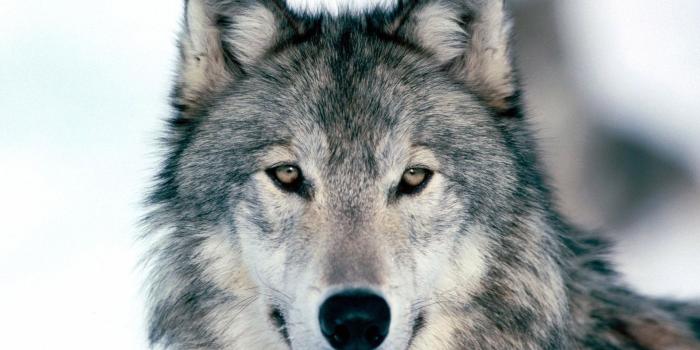 1920x1080 Alenavysotskaya Drawing | 1920x1080 Wolf Desktop Wallpapers