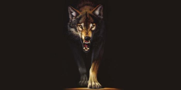 1280x800 35+ Graphic Wolf Wallpapers - Download at WallpaperBro