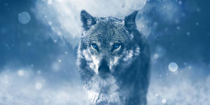 2560x1600 Wolf Winter ❤ 4K HD Desktop Wallpaper for 4K Ultra HD TV • Wide