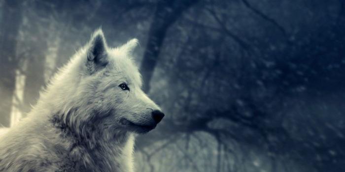 1024x768 Wolf Wallpapers Phone For Desktop Wallpaper - White Wolf Wallpapers