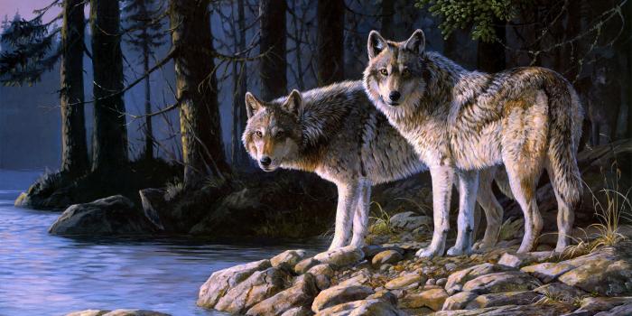 2560x1600 Wolf Wallpaper HD free download