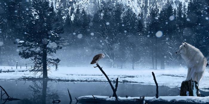 1920x1080 Wolf Wallpapers | Best Wallpapers