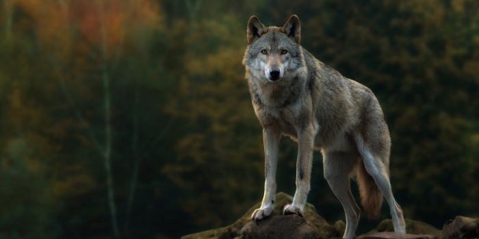 1920x1080 1920x1080 free desktop wallpaper downloads gray wolf
