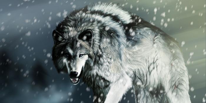 2560x1440 Desktop wallpaper wolf Gallery