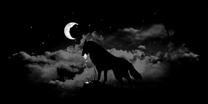 1920x1080 Wolf Computer Wallpapers, Desktop Backgrounds | 1920x1080 | ID