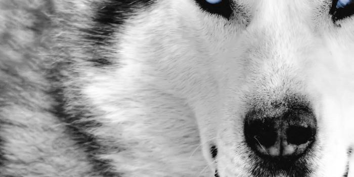 1920x1200 Wolf Wallpapers for Desktop (61+ pictures)