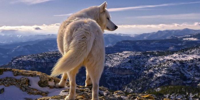 1024x768 White Wolf on Top of Mount HD Desktop Wallpaper | White Wolf…