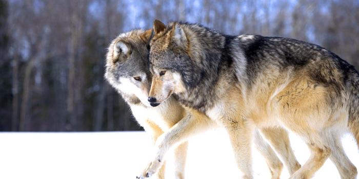 1920x1200 Wolf Desktop Wallpaper 42855 - Baltana