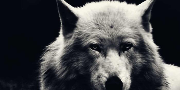 1080x1948 Wolves Desktop Wallpapers (73+ background pictures)