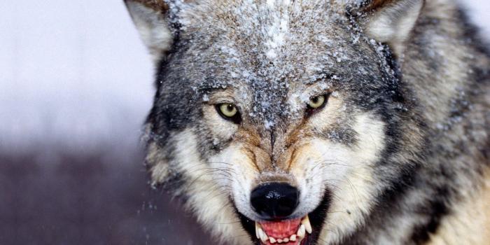 1920x1080 Wolf wallpaper HD ·① Download free amazing full HD backgrounds for