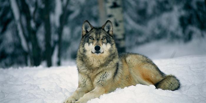 2560x1600 Wolves desktop background Gallery