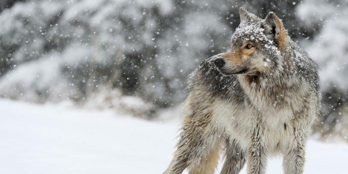 1920x1080 Wolf HD Desktop Wallpapers - Pexels Wallpaper