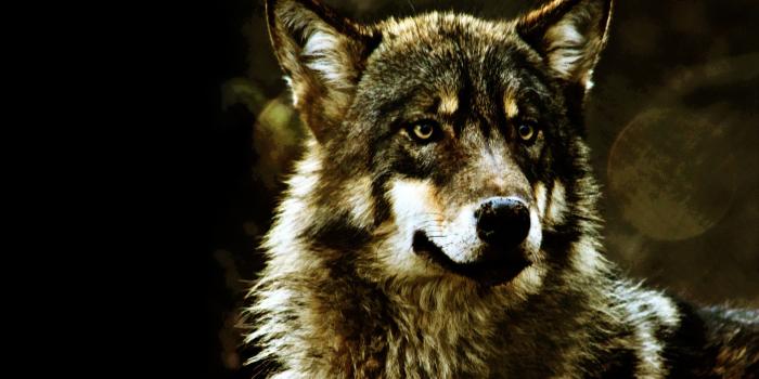1920x1200 30 Wolf Backgrounds, Wallpapers, Images, Pictures | Design Trends