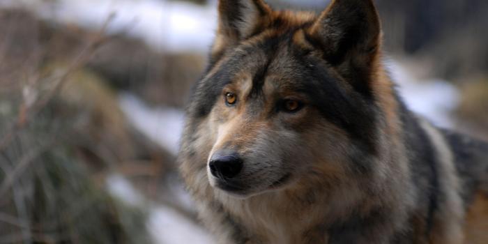 1920x1080 45+ Wolf HD Desktop Wallpapers - Download at WallpaperBro