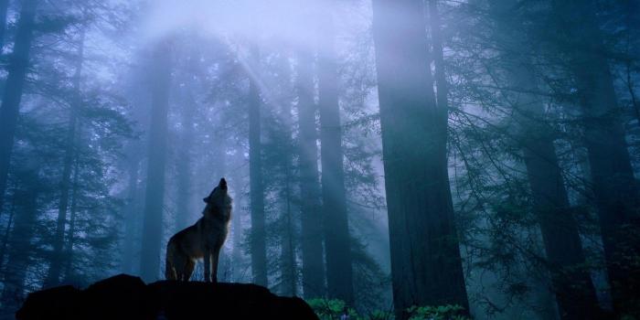 1920x1200 Wallpaper Wolf Desktop Wallpapers desktop, Wallpapers, Wolf Desktop