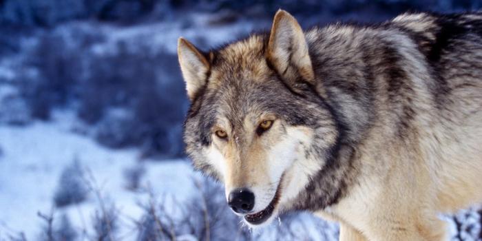 1999x1333 Wolf Desktop Wallpapers Wallpaper 1999x1333