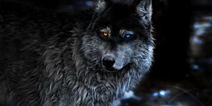 1280x853 Desktop Wallpapers Wolves animal Painting Art