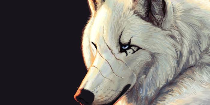 1440x900 1440x900 blue eyes, white, scars, black background, wolf desktop
