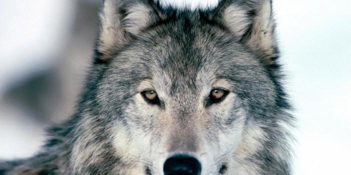 1596x945 Wolf Desktop Wallpaper Pictures on Animal Picture Society