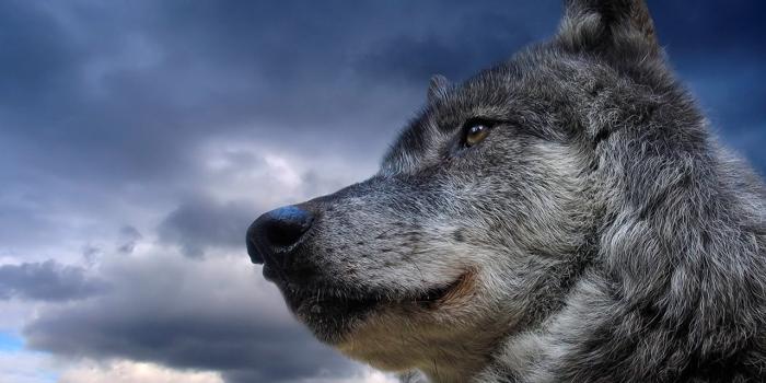 1280x1024 Wolf Desktop Wallpapers Wolves Beasts Backgrounds - Jim Jones Buzz